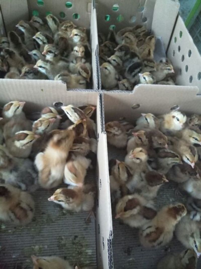 土鸡苗35~45克出壳苗