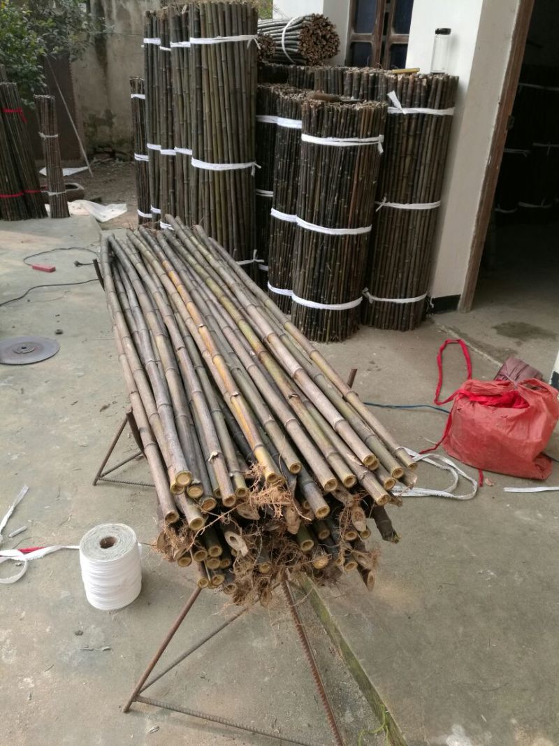 紫竹5~6m