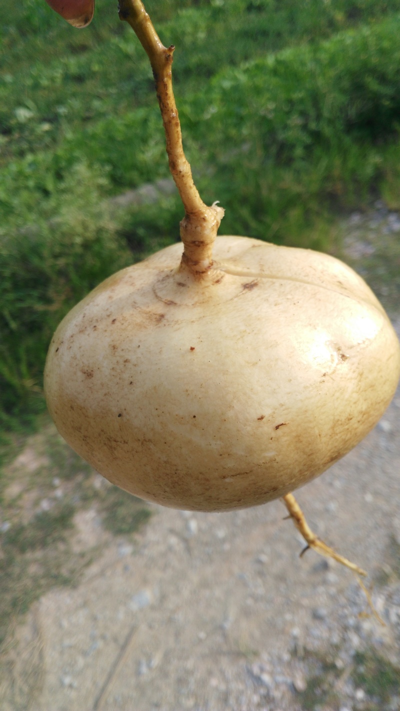 凉薯500~1000g广东徐闻新苗苟葛白地瓜应季节凉薯