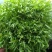苦菊20~25cm