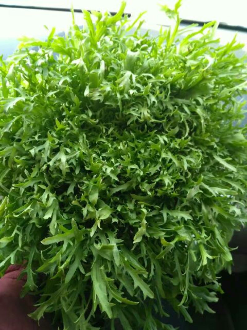 苦菊20~25cm