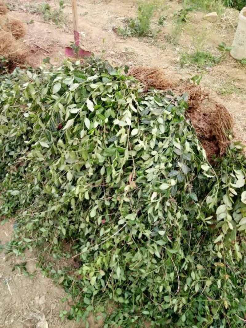 扶芳藤1cm以下，小叶扶芳藤，爬行卫矛