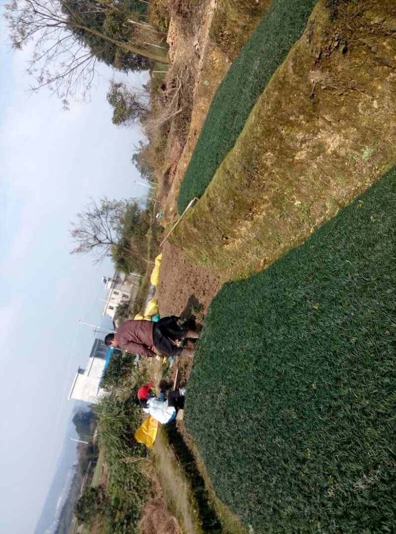 大量供应玉龙草4~8cm