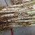 长白大葱净葱2cm左右30~40cm