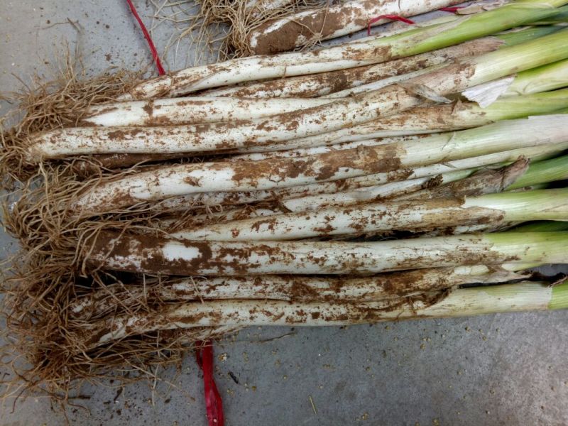 长白大葱净葱2cm左右30~40cm