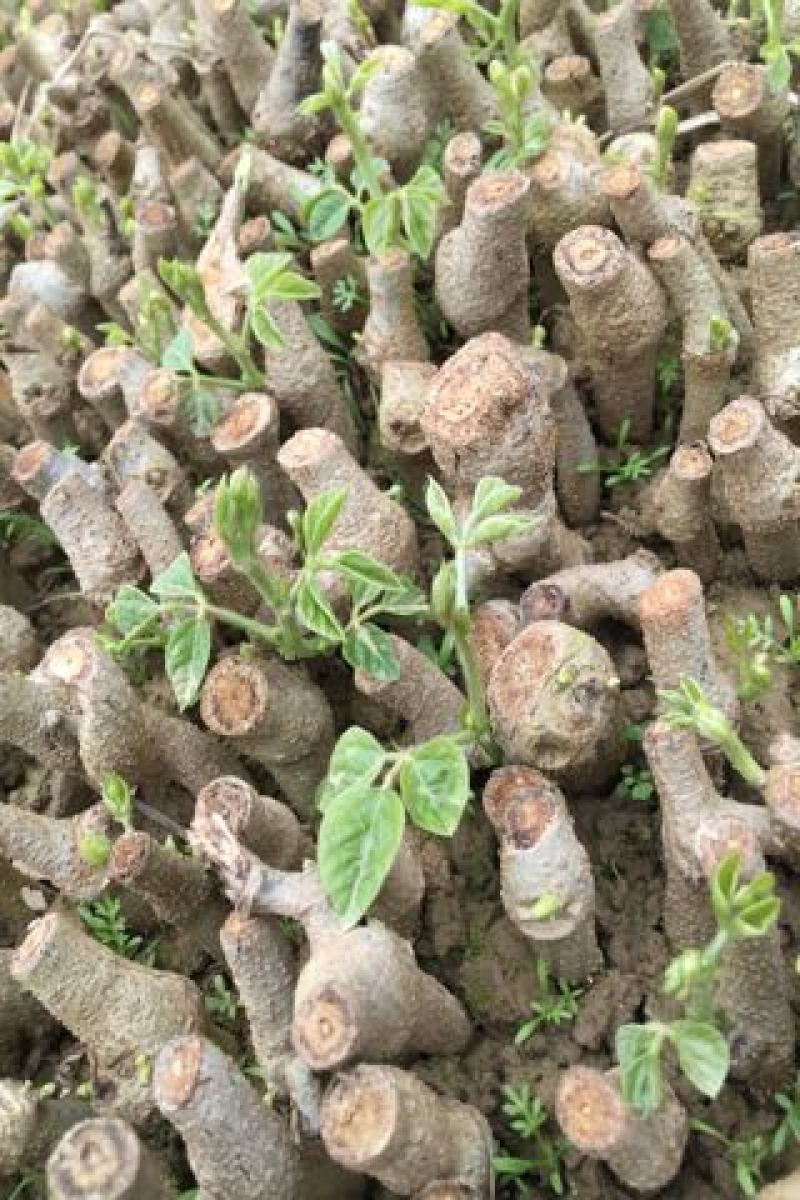 葛根苗广西无渣粉葛根种段产地直供可视频看货