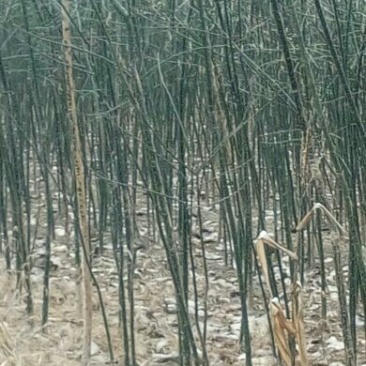 国槐2cm以下4~6cm1米以下