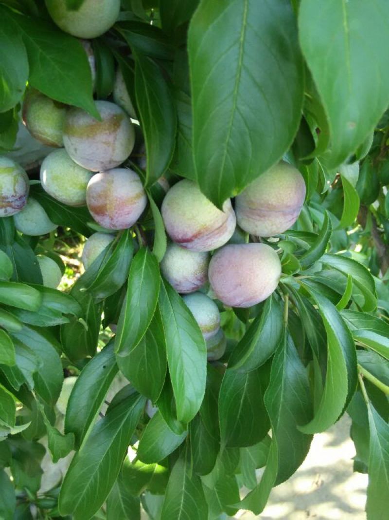脆红李子树苗50~100cm
