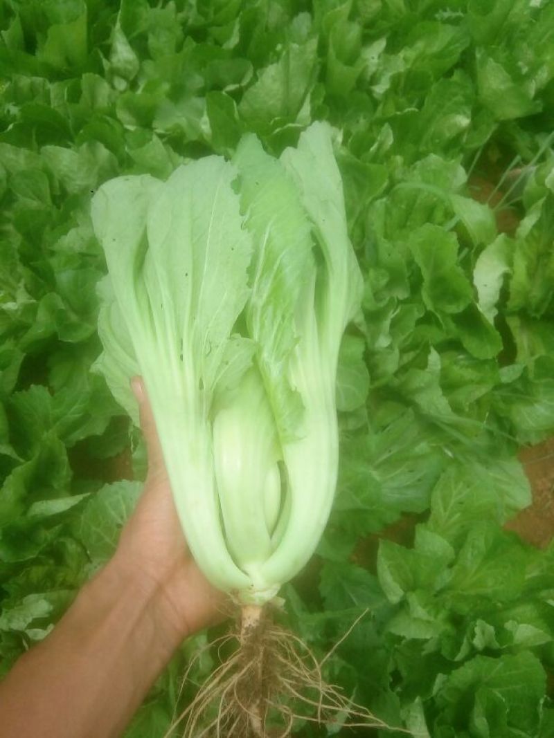 蔬菜