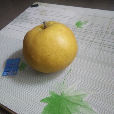 丰水梨300~350g纸袋
