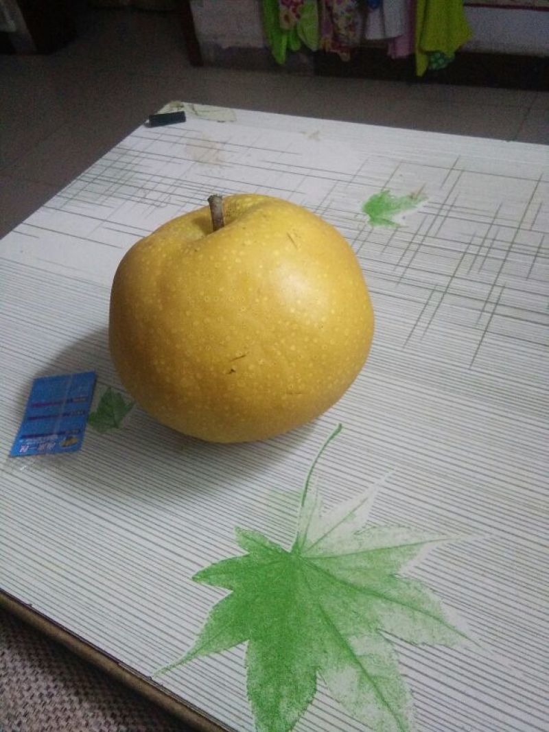 丰水梨300~350g纸袋