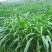 墨西哥玉米草种牧草种籽四季养殖多年生再生进口猪牛羊兔畜禽