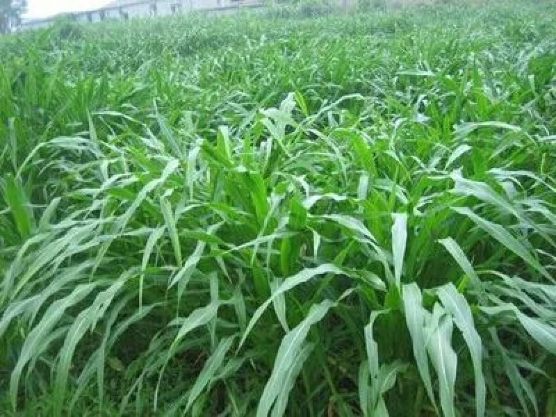 墨西哥玉米草种牧草种籽四季养殖多年生再生进口猪牛羊兔畜禽