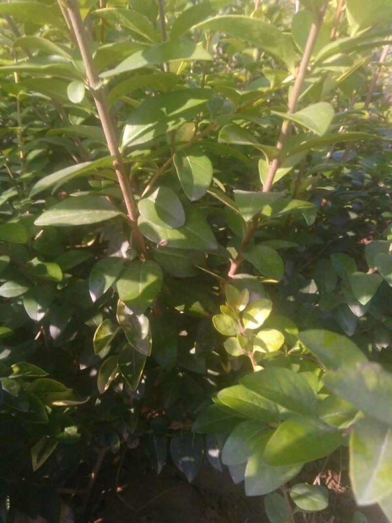 金叶女贞4cm以下