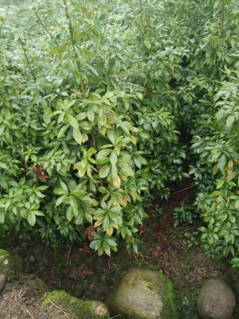 金丝楠木苗60～80CM