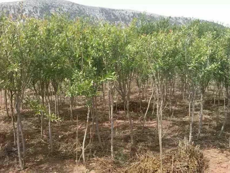 石榴苗30cm以下
