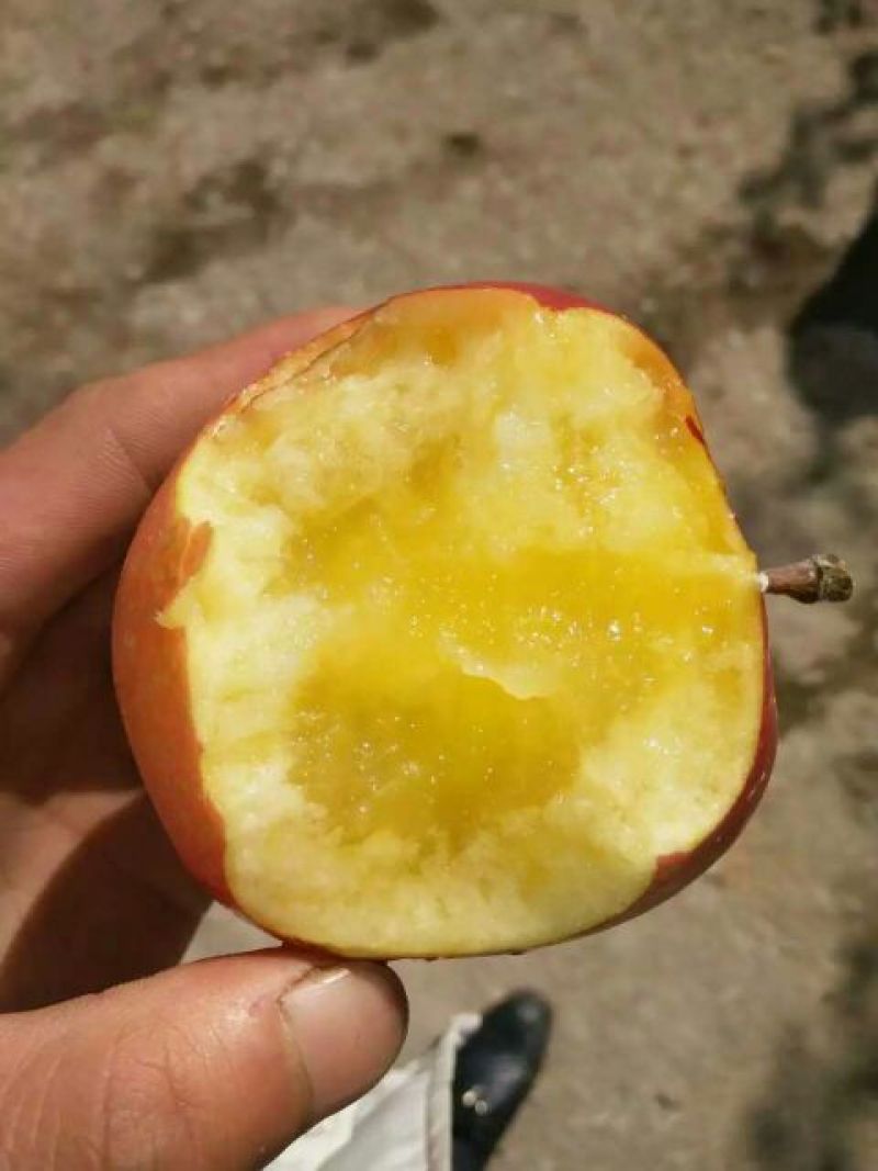水晶富士苹果75mm以上光果