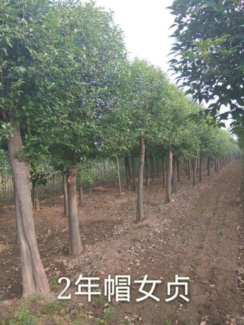 大叶女贞4cm以下