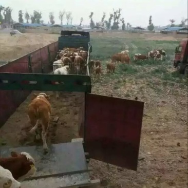 肉牛