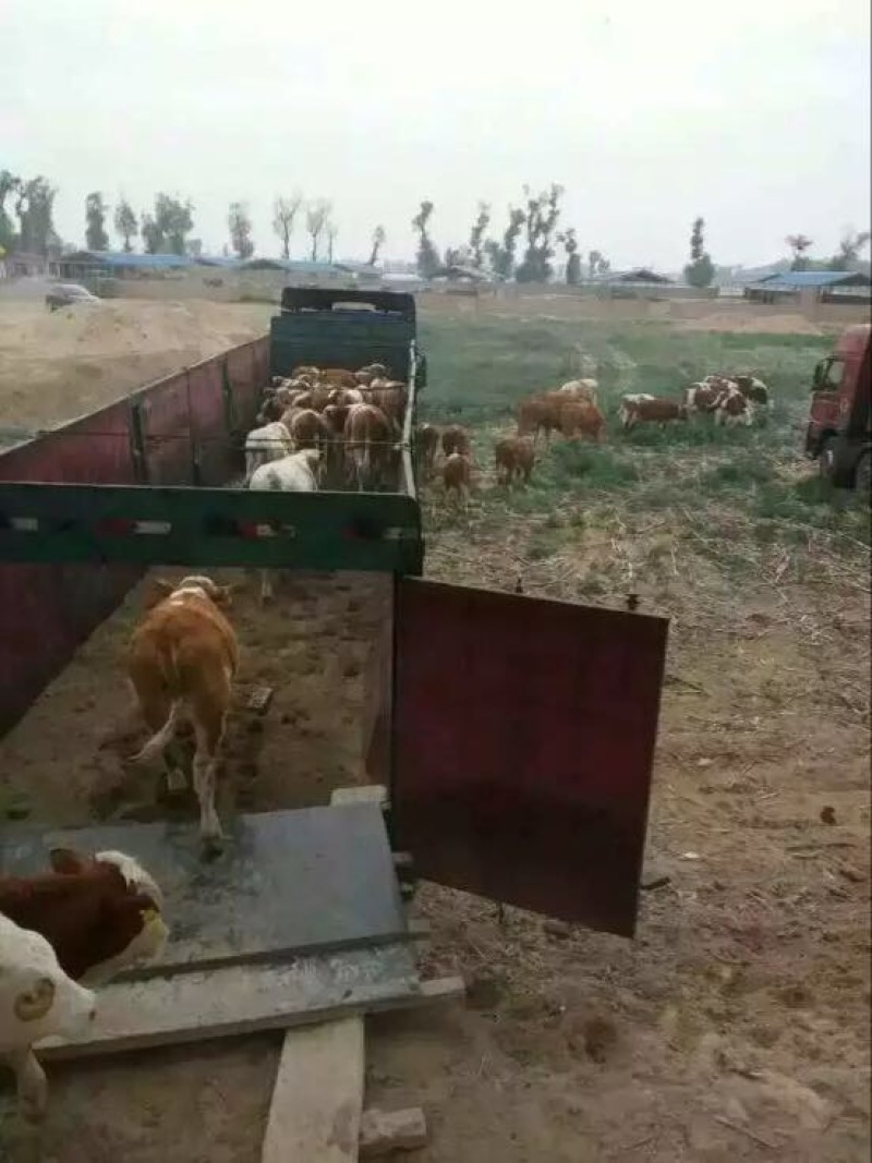 肉牛