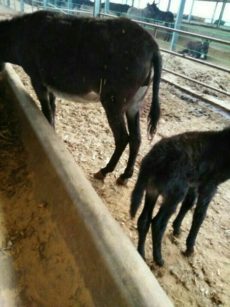 肉驴200~400斤