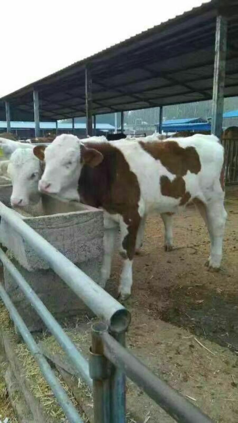 西门塔尔牛犊100~200kg