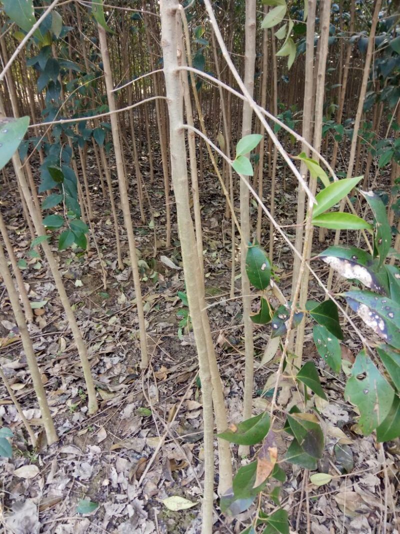 大叶女贞4cm以下