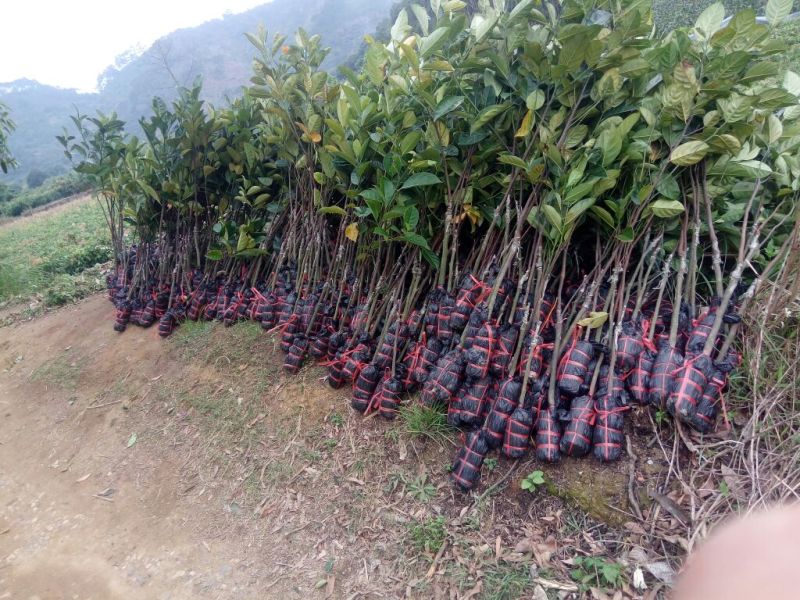 菠萝蜜苗马来西亚一号红肉五号八号十二号