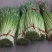 白帽蒜薹