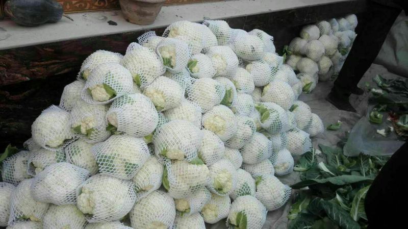 白花菜包装