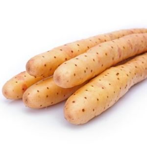 小白嘴白山药河北安平县