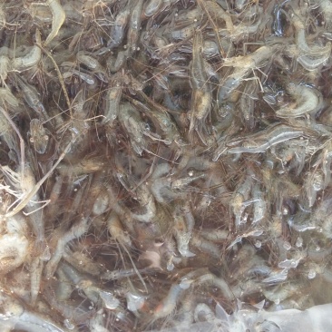 河虾活虾26~30只/kg