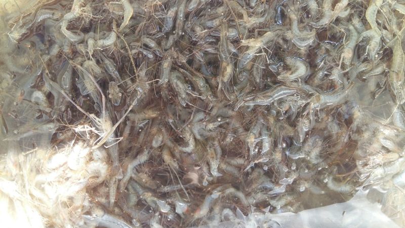 河虾活虾26~30只/kg
