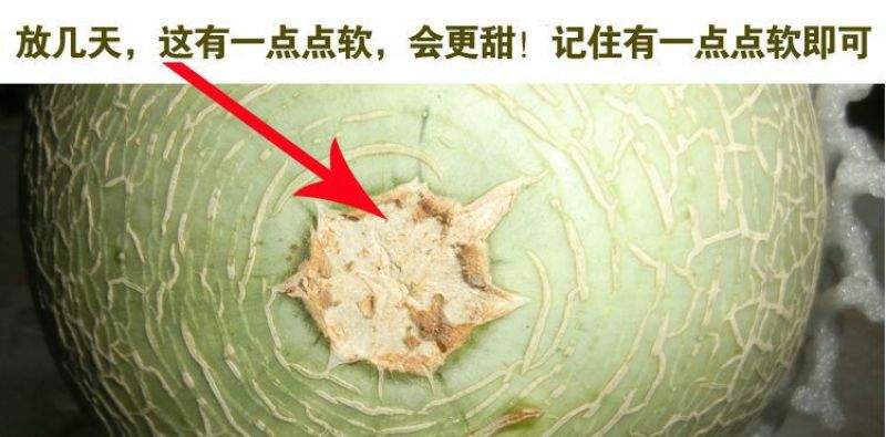 网纹瓜3斤以上椭圆形