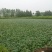 【推荐】菱角大量供应全国供货现采现发量大价优一手货源