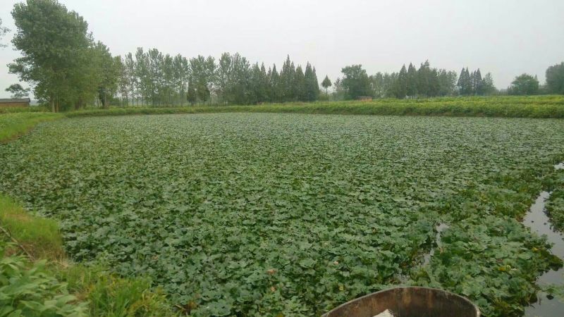 【推荐】菱角大量供应全国供货现采现发量大价优一手货源