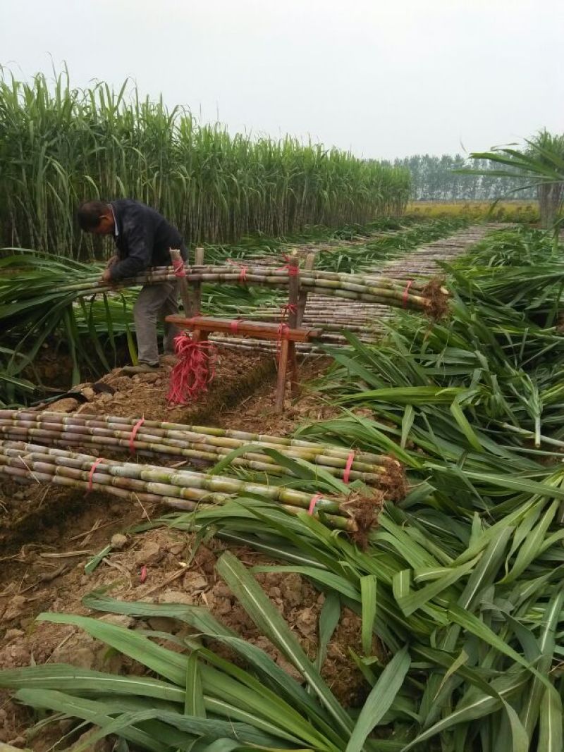 青皮白玉甘蔗青皮甘蔗50000亩