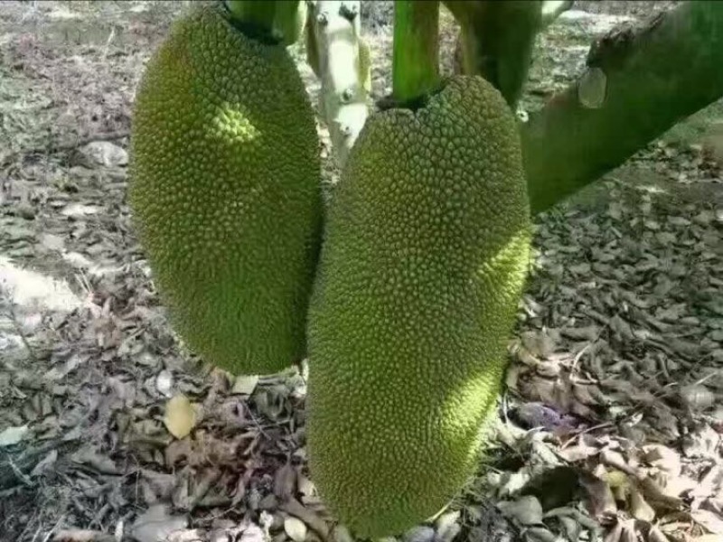 菠萝蜜