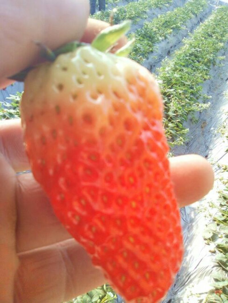 甜宝草莓苗10~20cm