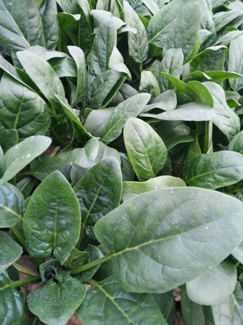 越冬菠菜15~20厘米