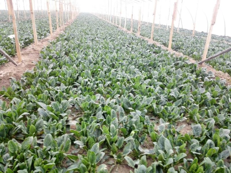 成武县精品菠菜20~25厘米，可视频看货。