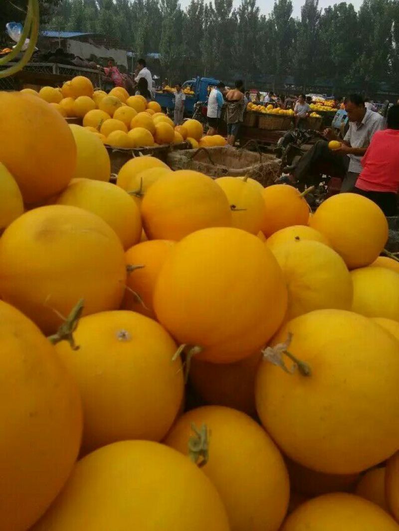 伊丽莎白甜瓜久红瑞香瓜瑞红甜瓜