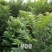 椿树苗90~100cm