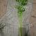 西芹金乡县西芹质优价廉