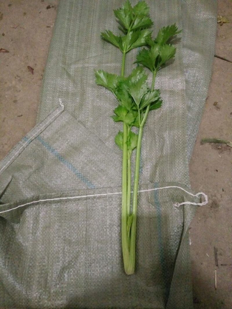 西芹金乡县西芹质优价廉