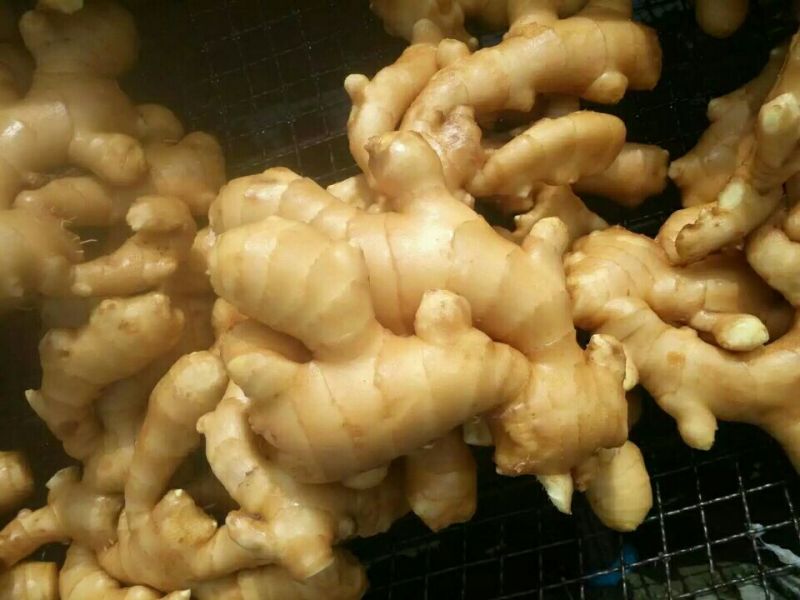 面姜2两以上带土