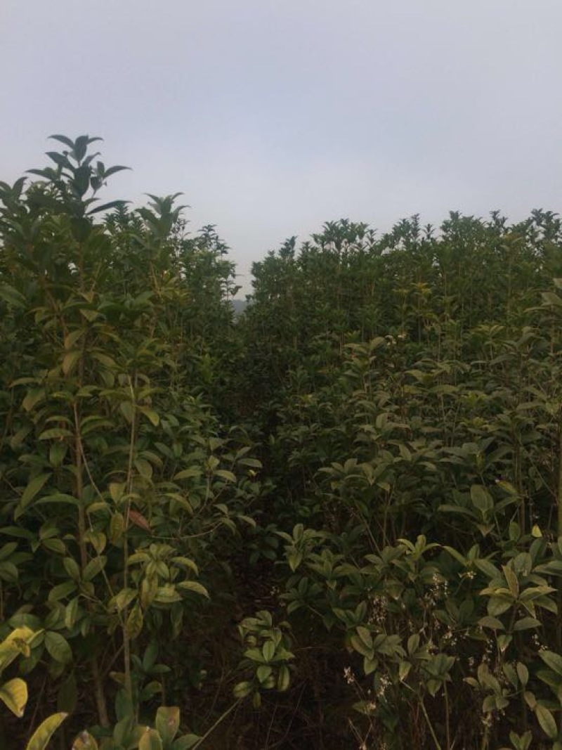 桂花树