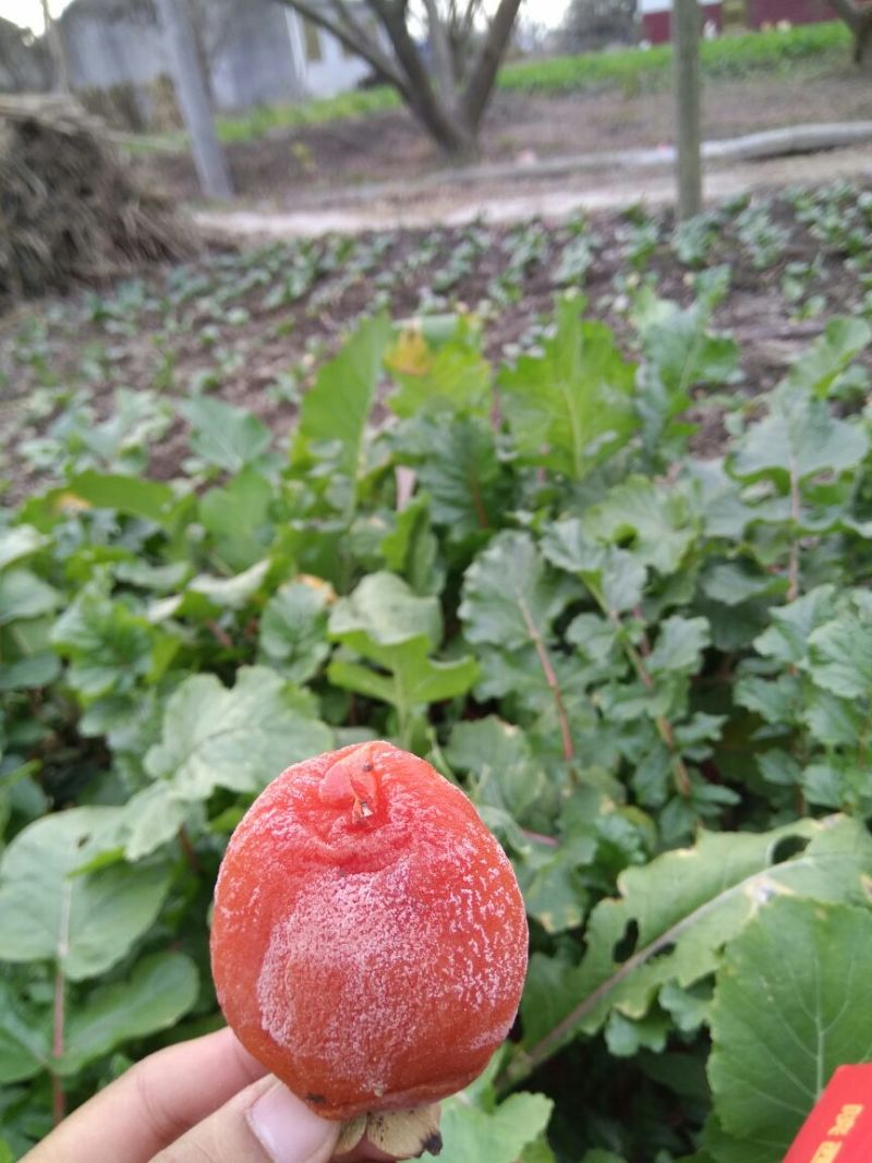 柿饼1两以下