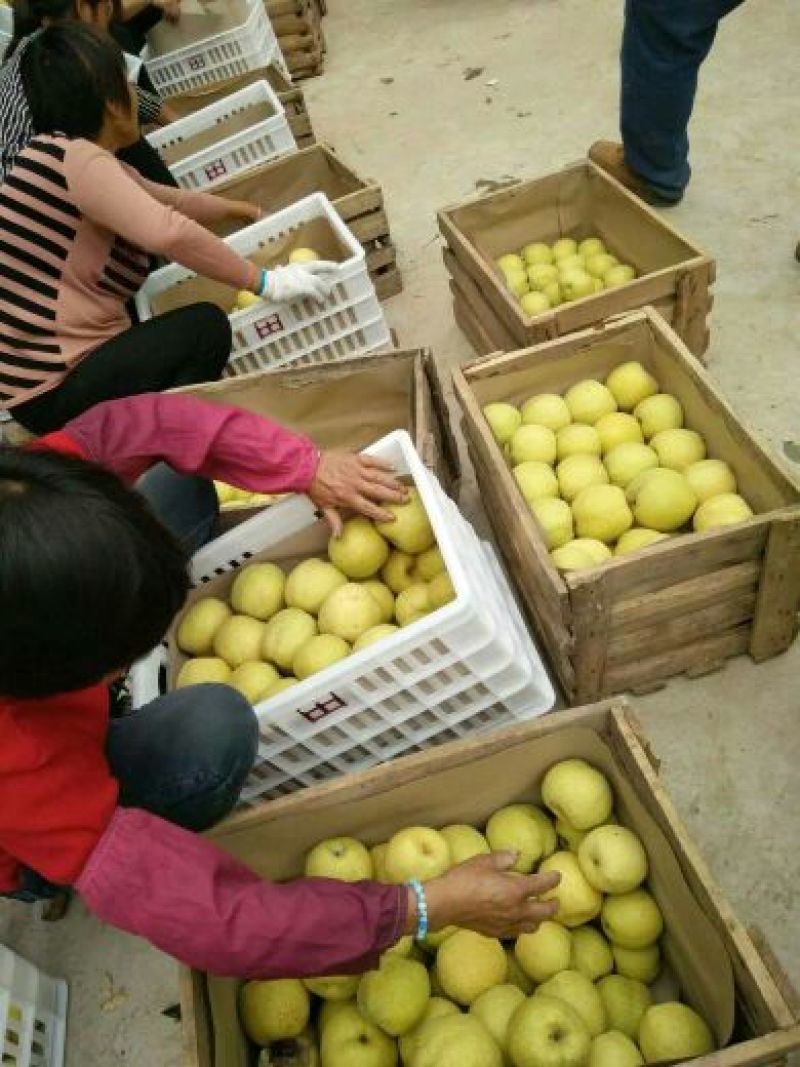 砀山梨300~350g光果