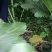 芥菜头1斤以上